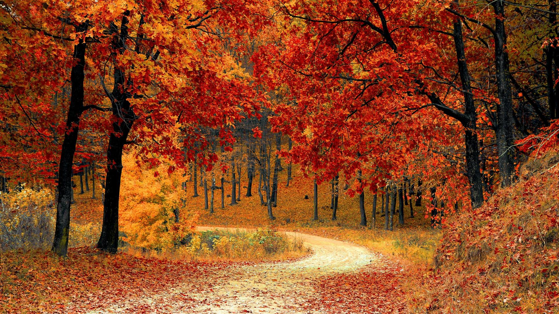 Winding path through vibrant autumn forest with red and orange leaves.