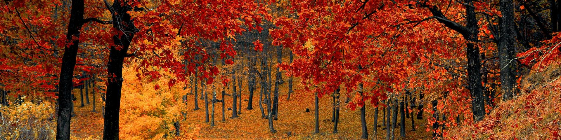 Winding path through vibrant autumn forest with red and orange leaves.